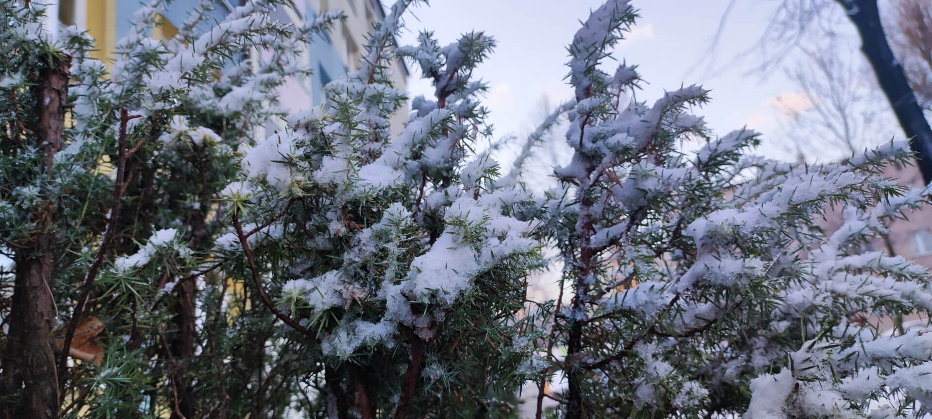 Nad ranem sypnęło śniegiem