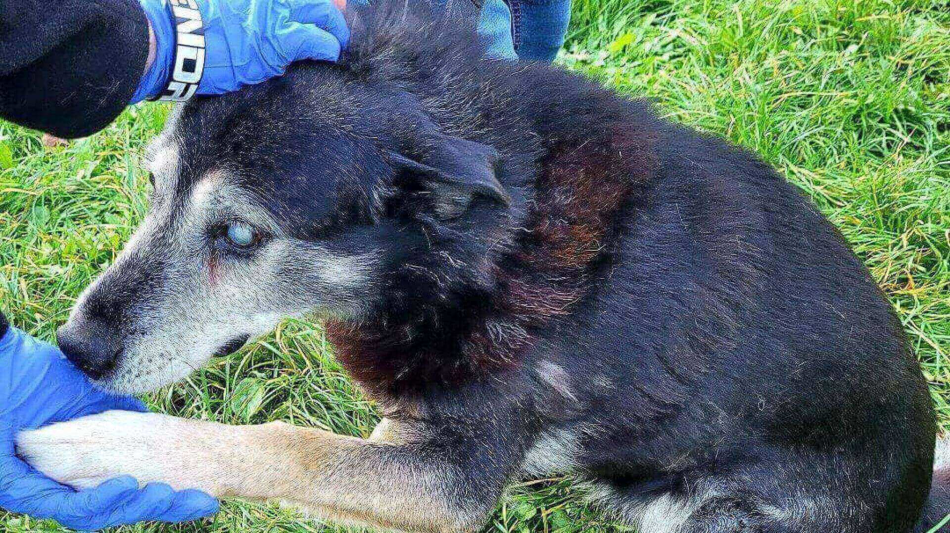 TOZ w Rudzie Śląskiej potrzebuje pomocy stale TOZ w Rudzie Śląskiej potrzebuje pomocy stale