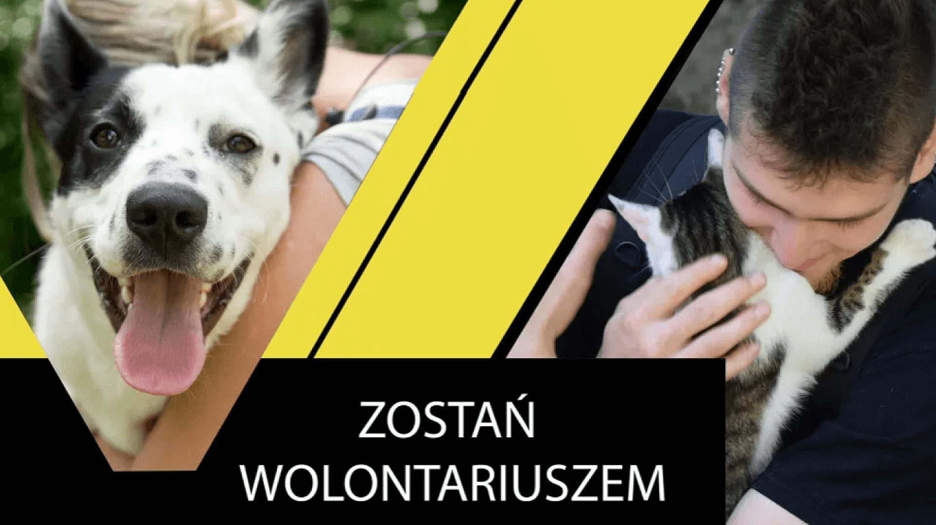 Schronisko w Rudzie Śląskiej poszukuje pracowników i wolontariuszy Schronisko w Rudzie Śląskiej poszukuje pracowników i wolontariuszy