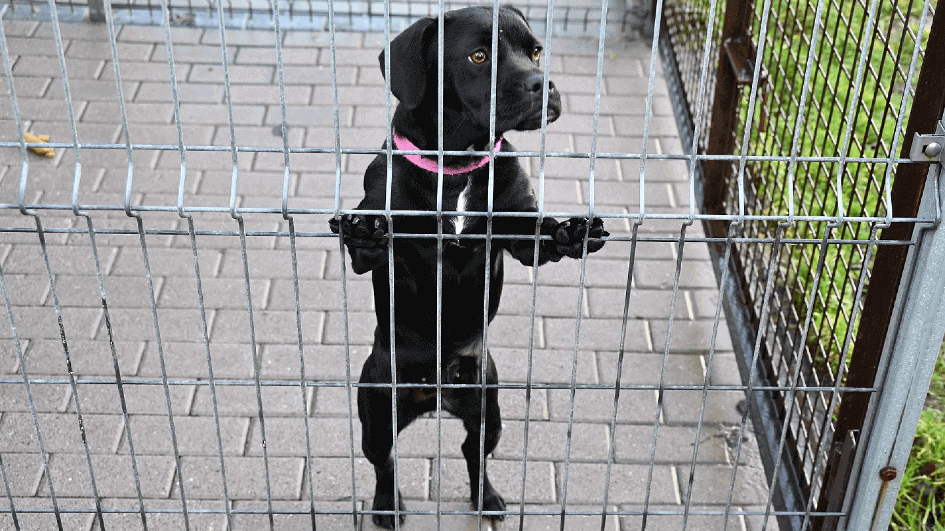 Miasto przeznaczy blisko 645 tysięcy złotych na bezdomne zwierzęta Miasto przeznaczy blisko 645 tysięcy złotych na bezdomne zwierzęta