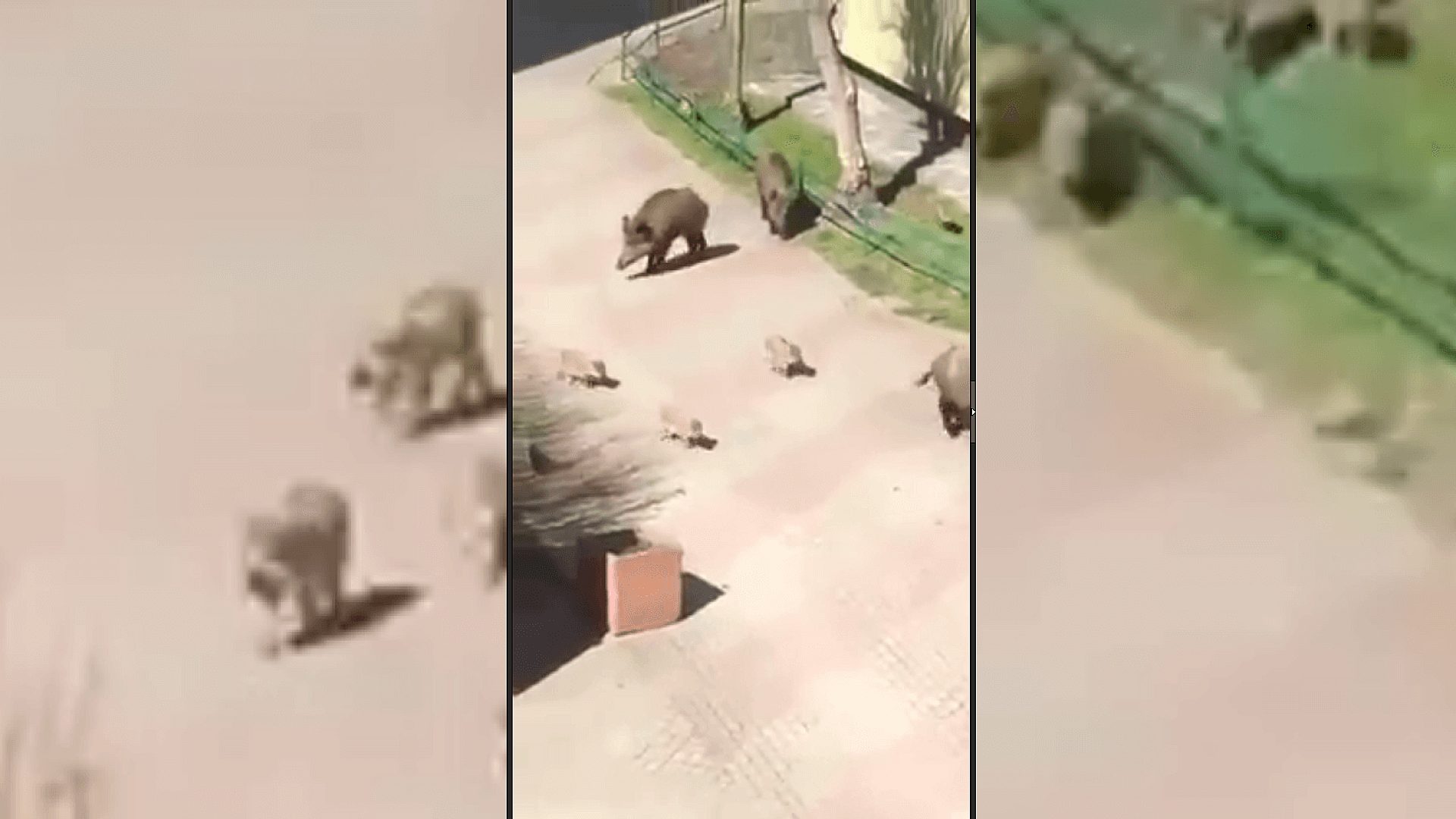 Dziczki na Międzyblokowej w Rudzie Śląskiej Dziczki na Międzyblokowej w Rudzie Śląskiej