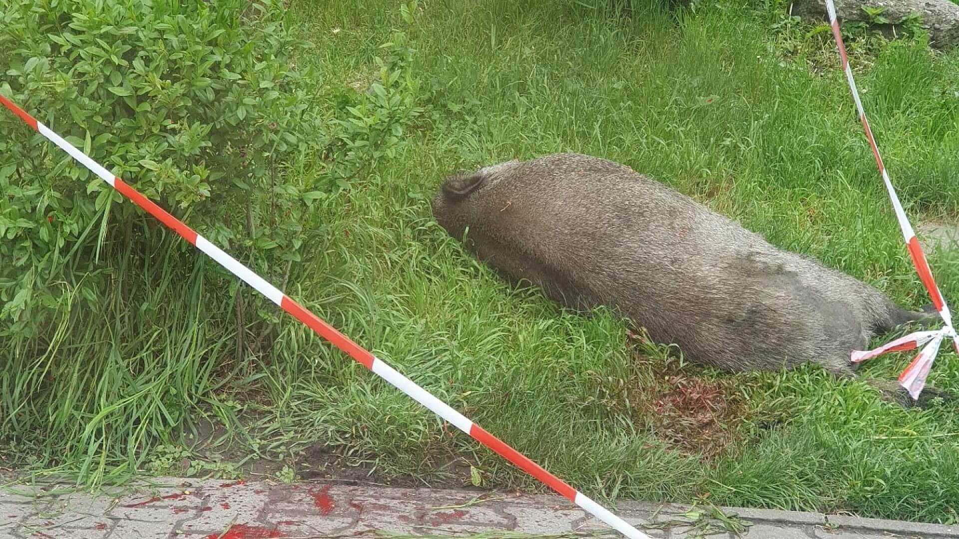 Dzik zastrzelony w Halembie Dzik zastrzelony w Halembie