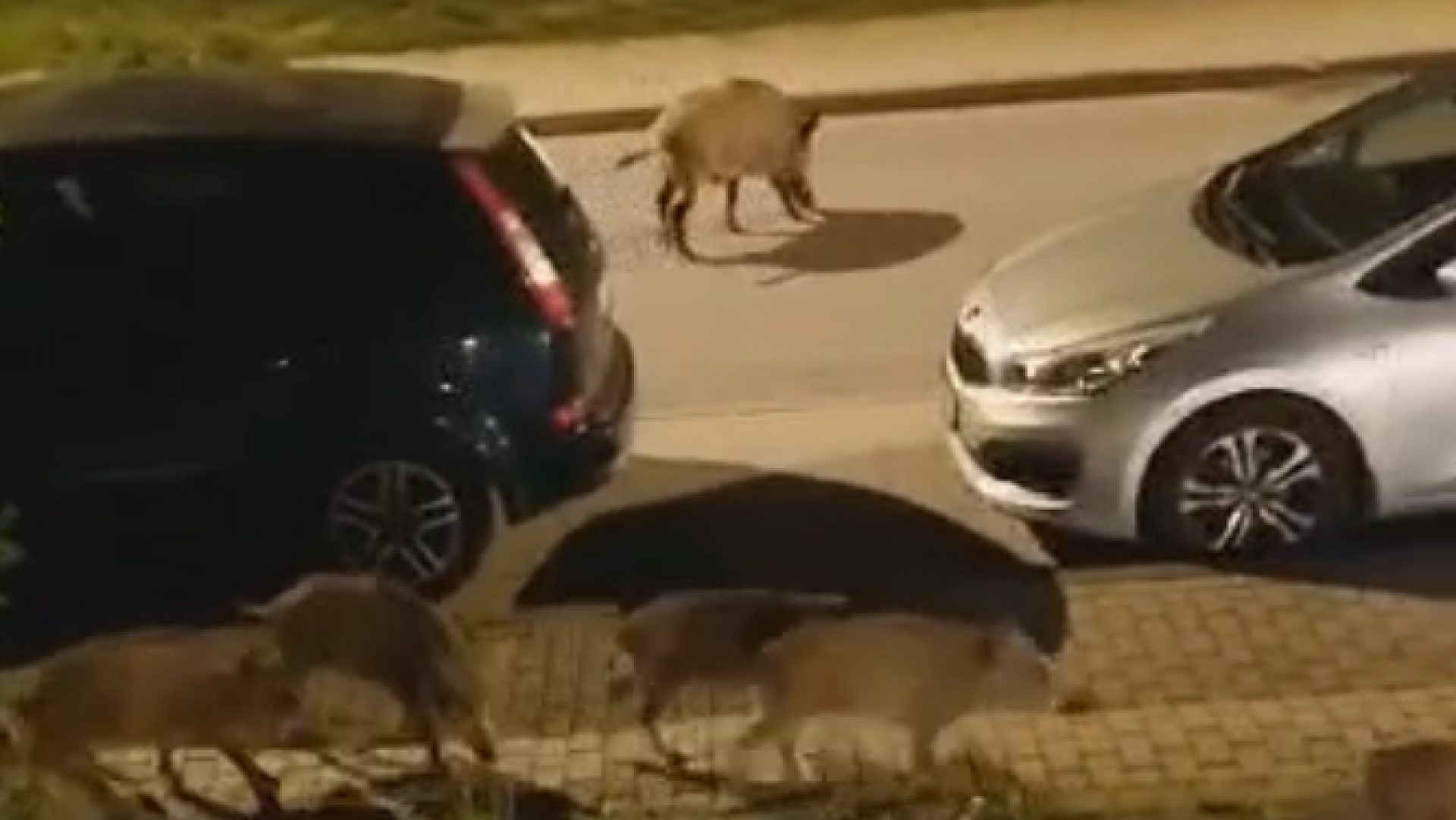 Dziczki odwiedziły Czarny Las Dziczki odwiedziły Czarny Las