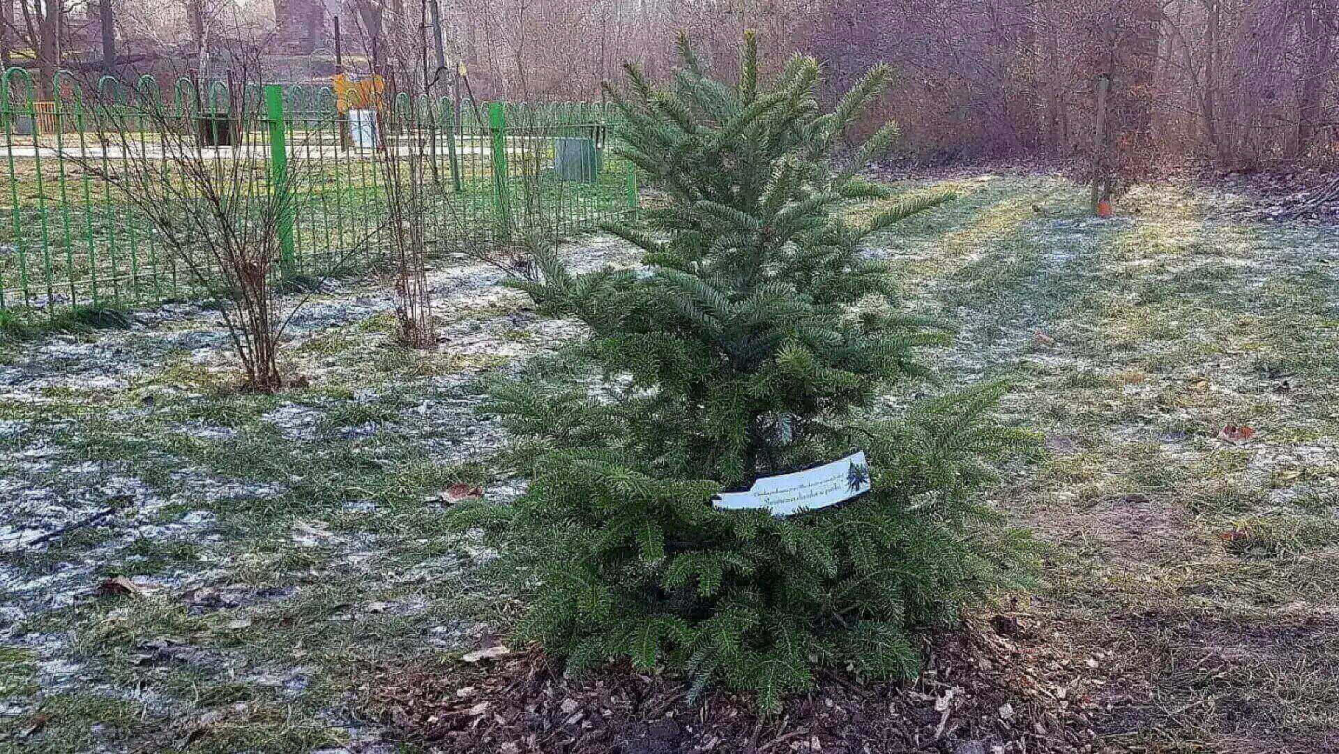Podaruj drugie życie choince Podaruj drugie życie choince