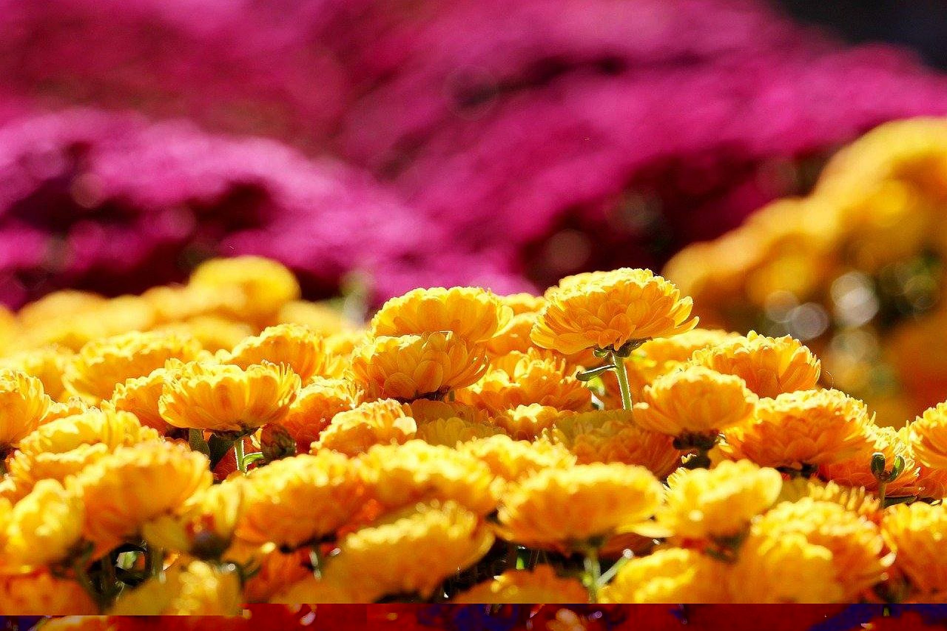 Flowers 5666902 1280 Flowers 5666902 1280