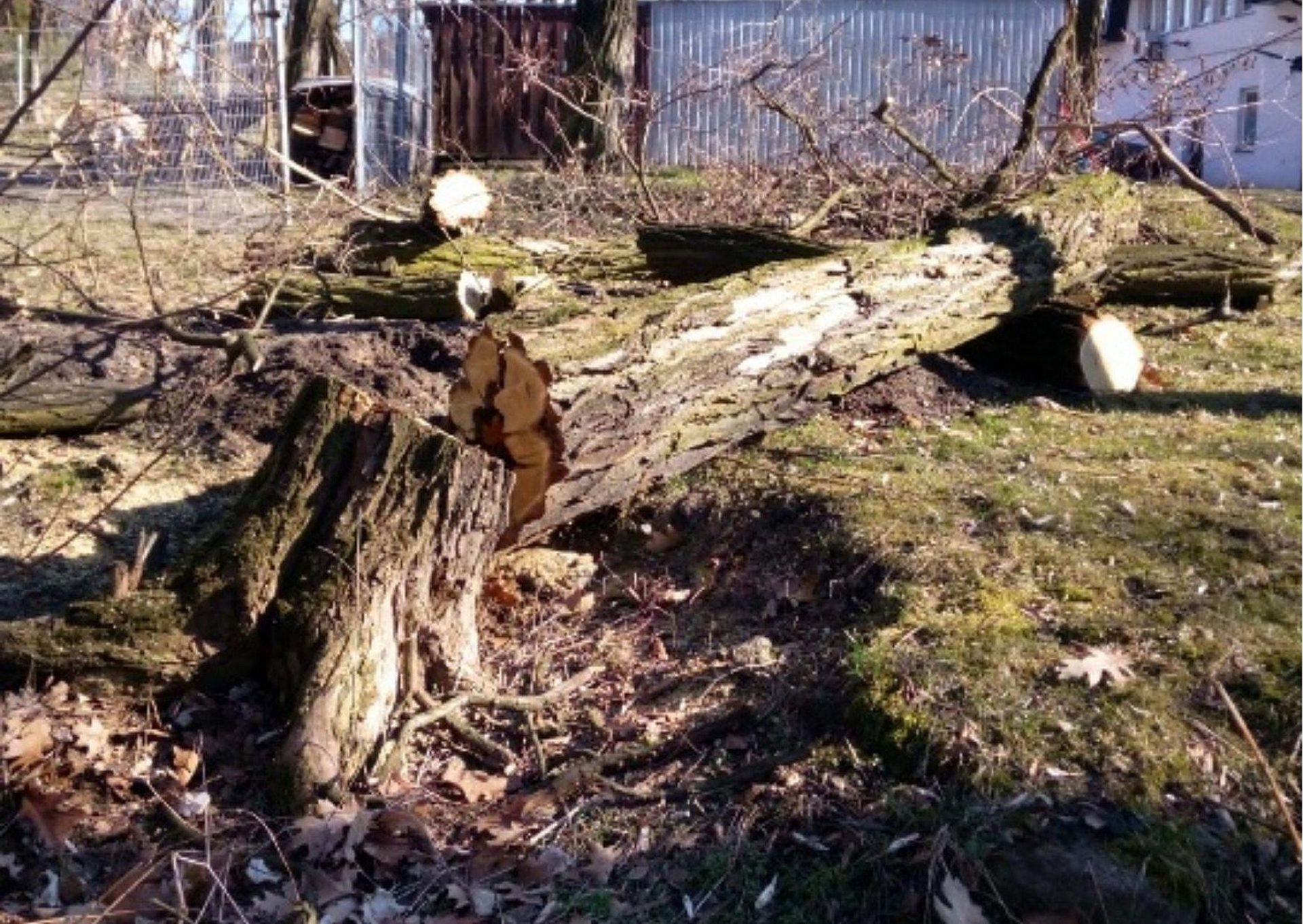 Połamane-drzewa-Ruda-Śląska Połamane-drzewa-Ruda-Śląska