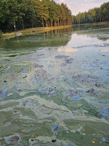 To nie ścieki. Życie umiera w rudzkich stawach To nie ścieki. Życie umiera w rudzkich stawach