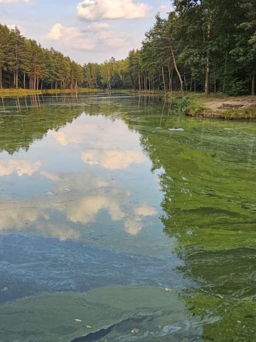 Sytuacja na stawach ulega poprawie. Ale kilka dni temu było... kolorowo Sytuacja na stawach ulega poprawie. Ale kilka dni temu było... kolorowo