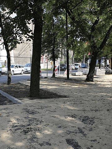 Obecne drzewa uzupełnią nowe nasadzenia Obecne drzewa uzupełnią nowe nasadzenia