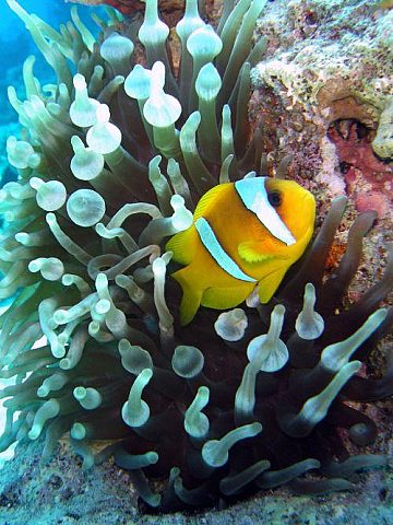 Gdzie jest Nemo? :D Gdzie jest Nemo? :D