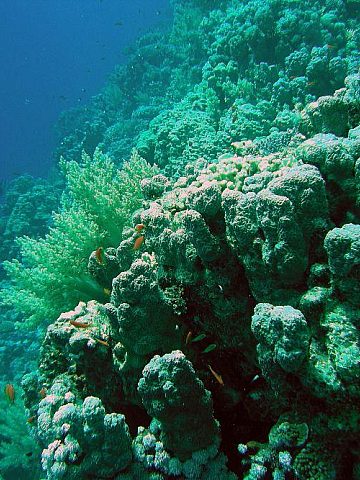 Rafa... jaka jest - każdy widzi :D Rafa... jaka jest - każdy widzi :D