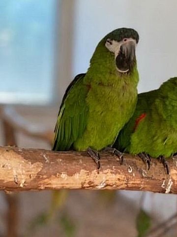 Milena i Hektor Milena i Hektor