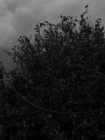 Rozrośnięte drzewa zasłaniają latarnie Rozrośnięte drzewa zasłaniają latarnie