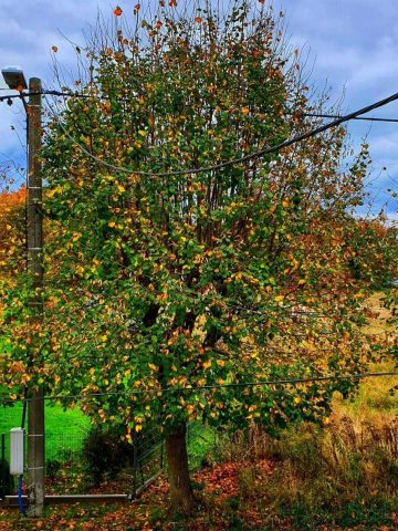 Lipy się nie przejmują instalacjami Lipy się nie przejmują instalacjami