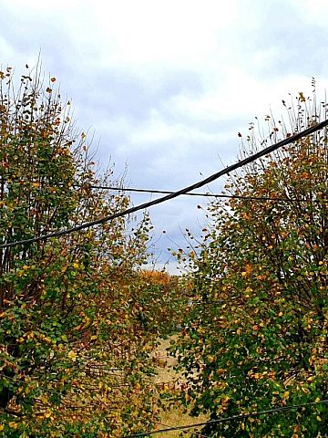 Szybko rosnące lipy mogą zerwać kable Szybko rosnące lipy mogą zerwać kable