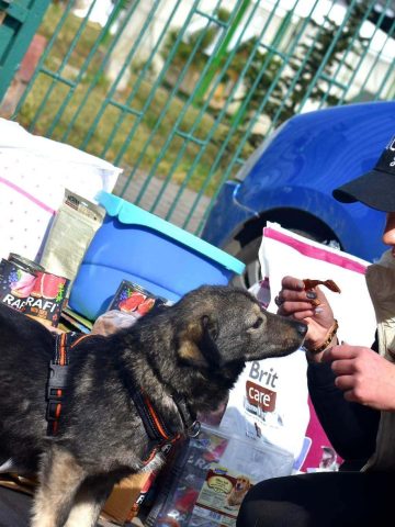 Radość czworonogów - bezcenna Radość czworonogów - bezcenna