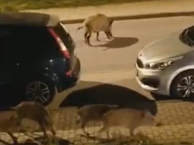 Dziczki odwiedziły Czarny Las Dziczki odwiedziły Czarny Las