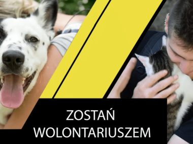 Schronisko w Rudzie Śląskiej poszukuje pracowników i wolontariuszy Schronisko w Rudzie Śląskiej poszukuje pracowników i wolontariuszy