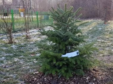 Podaruj drugie życie choince Podaruj drugie życie choince
