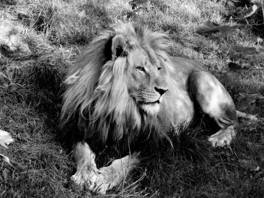 Bolek lew z chorzowskiego zoo Bolek lew z chorzowskiego zoo