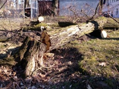 Połamane-drzewa-Ruda-Śląska Połamane-drzewa-Ruda-Śląska