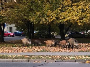 Dziki przy ul. ks. Niedzieli w BIelszowicach Dziki przy ul. ks. Niedzieli w BIelszowicach