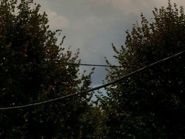 Lipy zagrażają sieci energetycznejq Lipy zagrażają sieci energetycznejq