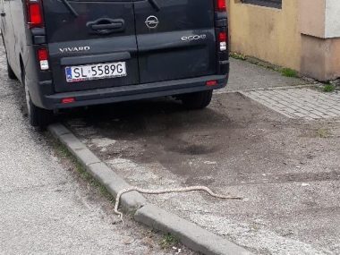 Dusiciel z Bykowiny :) Dusiciel z Bykowiny :)