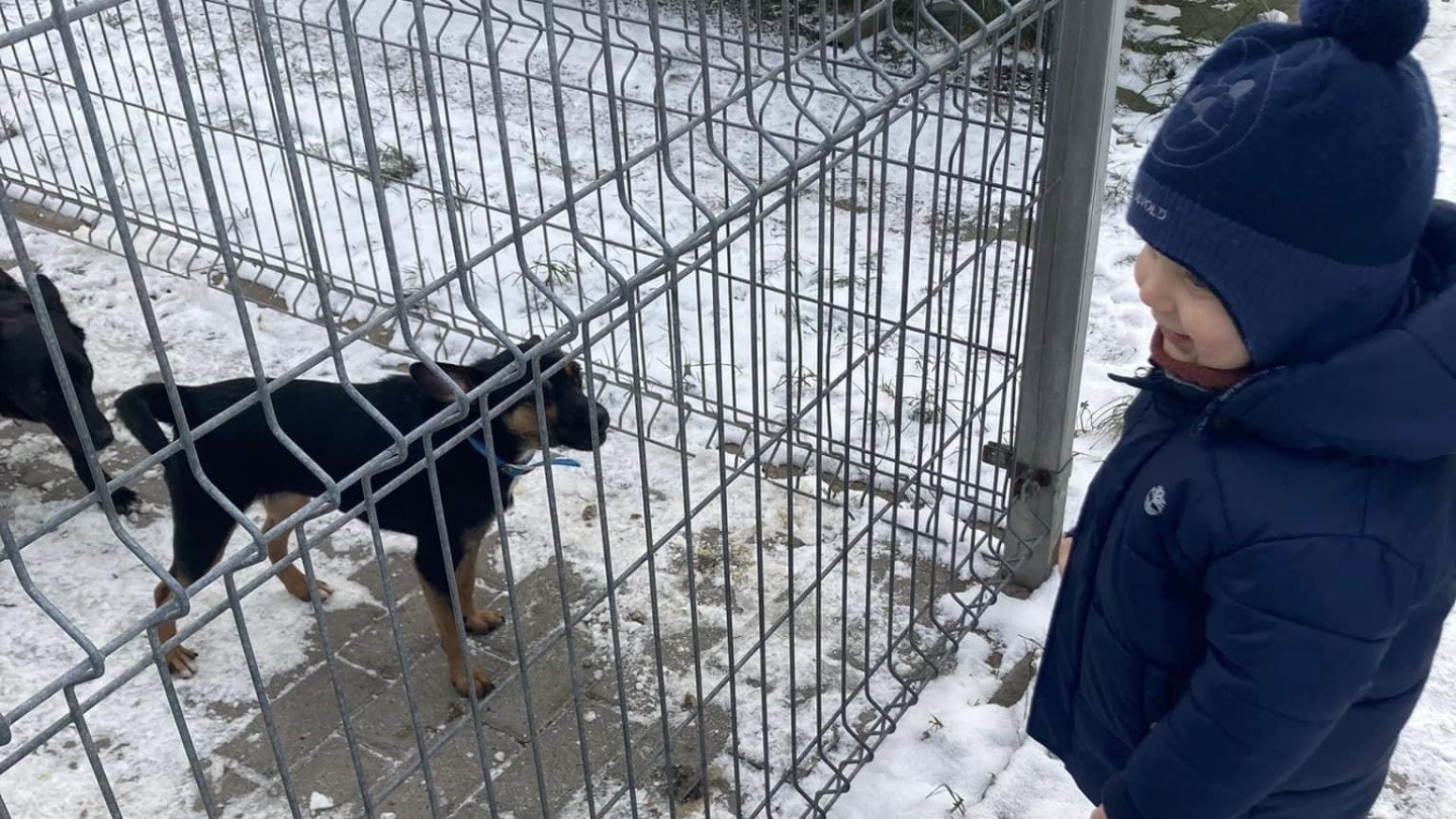 Dajmy radość bezdomnym zwierzętom