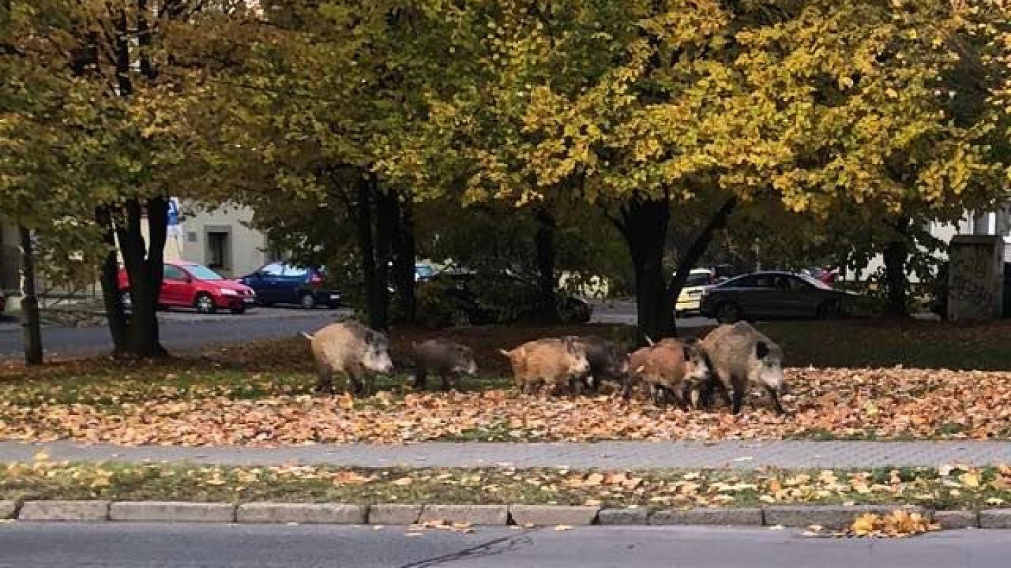 Dziki przy ul. ks. Niedzieli w BIelszowicach