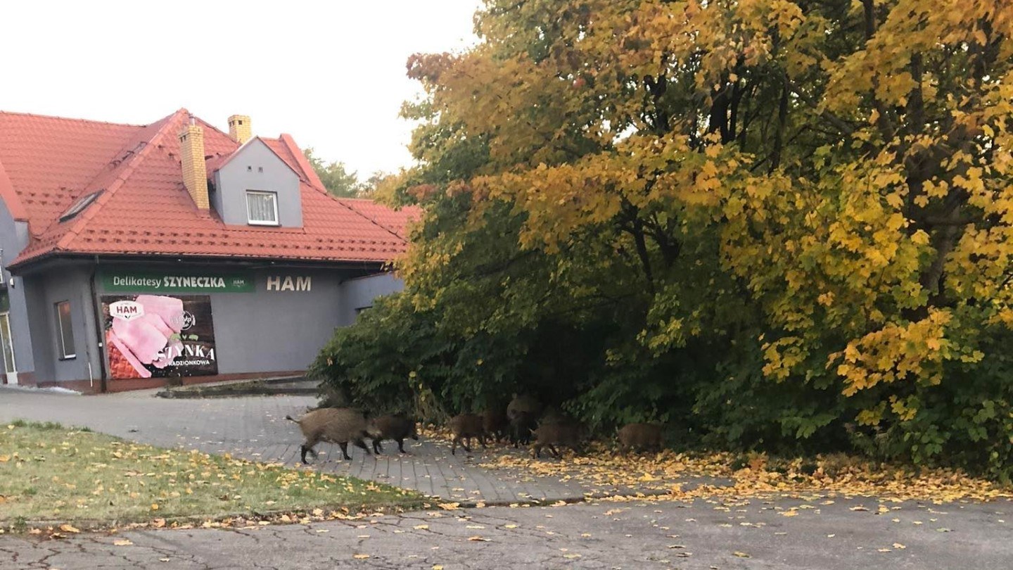 Dziki przy ks. Niedzieli -koczują tuż przy sklepie