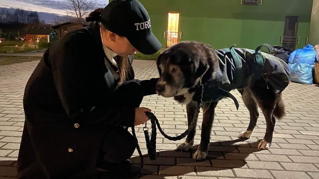 Zakochaj się w psiaku ruda śląska11