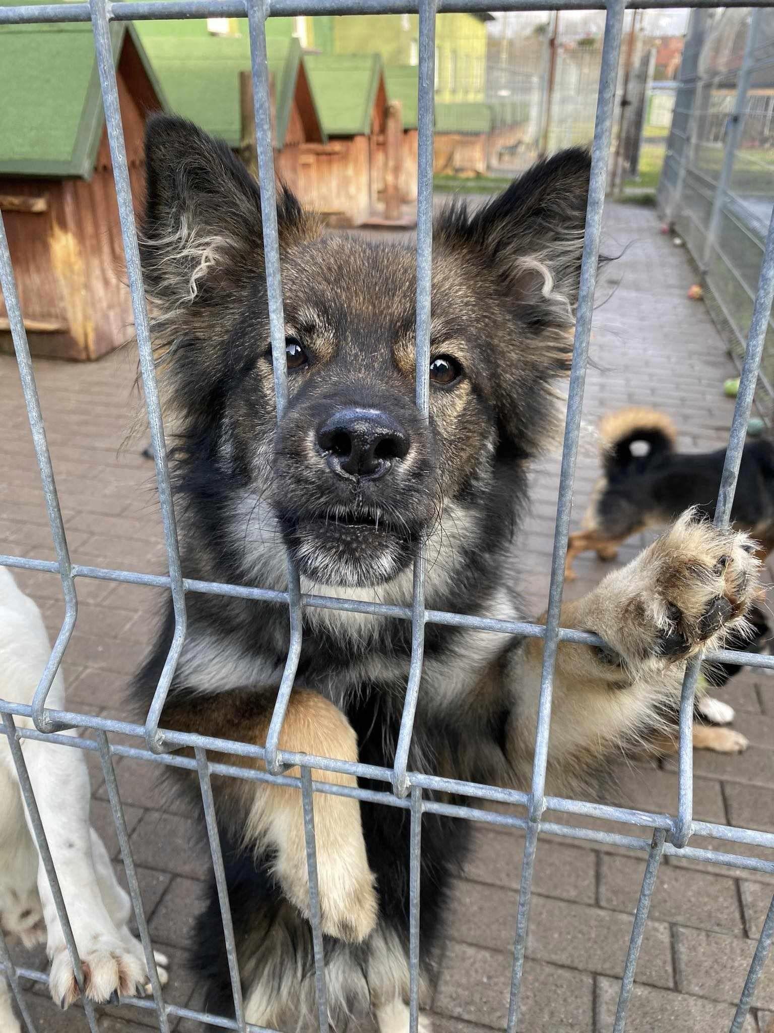 Zakochaj się w psiaku walentynki140