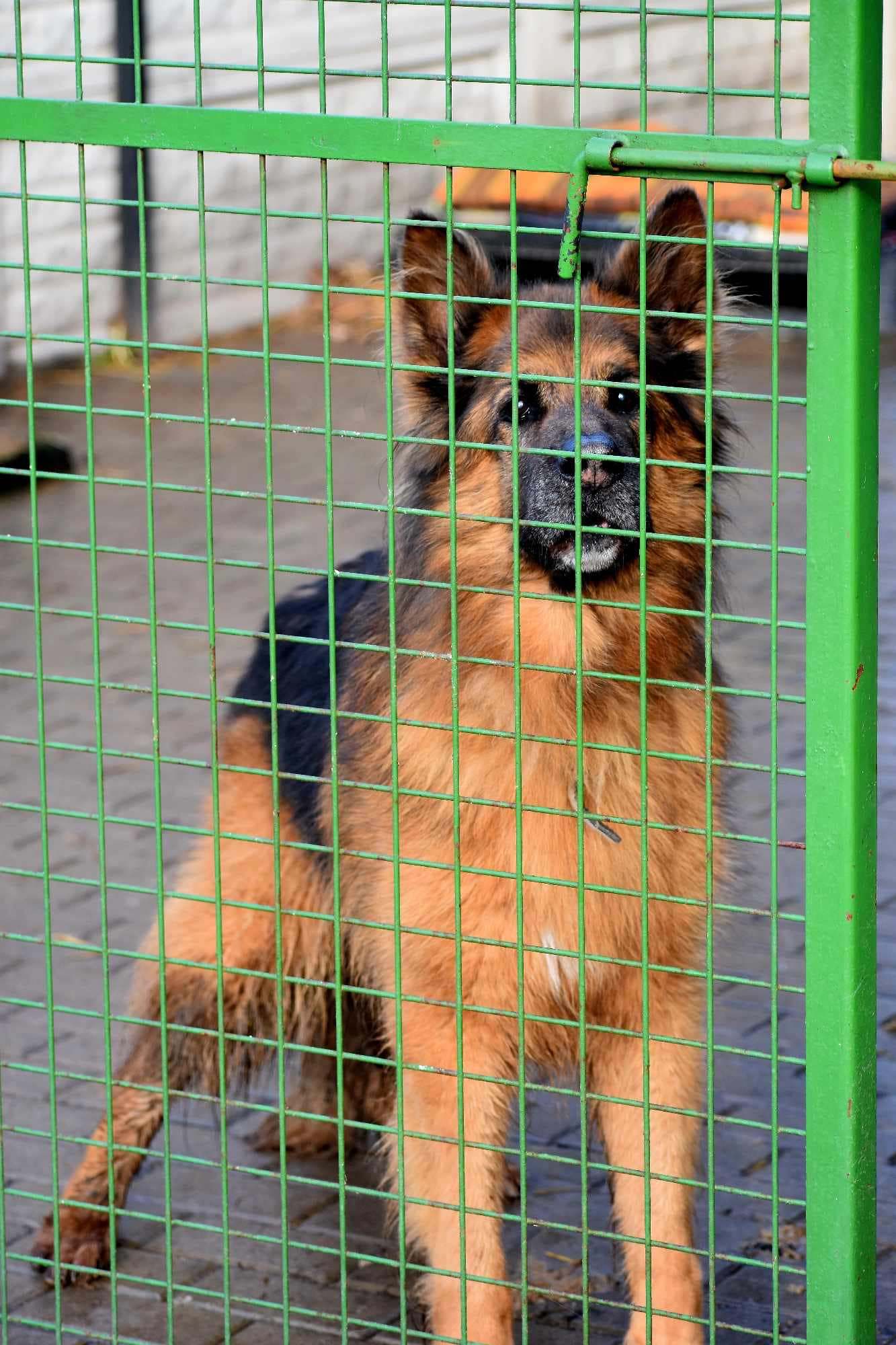 Zakochaj się w psiaku walentynki26
