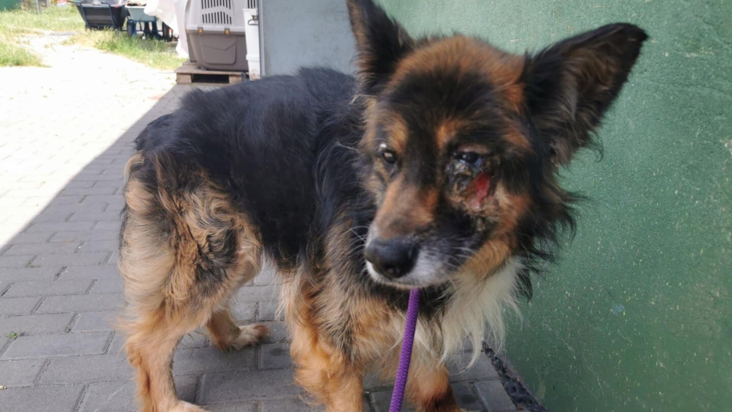 Zaniedbany i chory Nero wygrał walkę o życie. TOZ Fauna z Rudy Śląskiej prosi o wsparcie