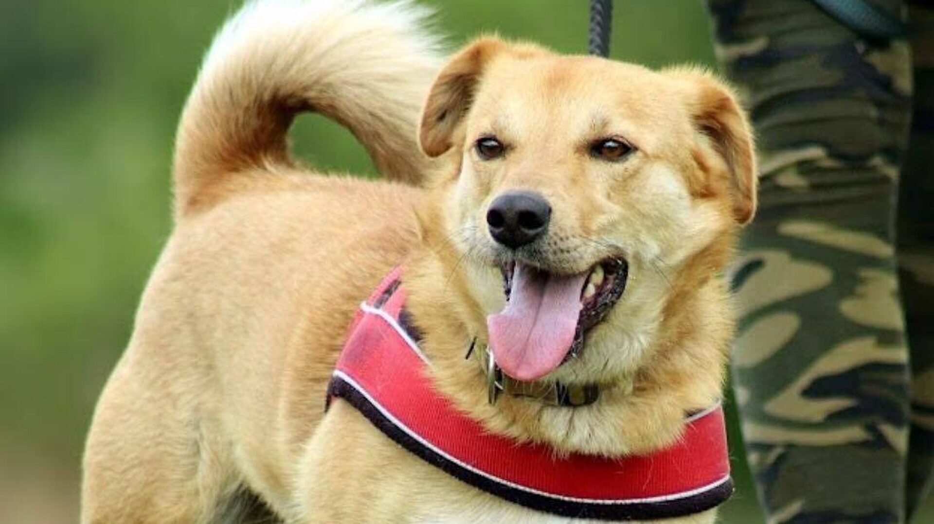 Adopcje psow ruda slaska Adopcje psow ruda slaska