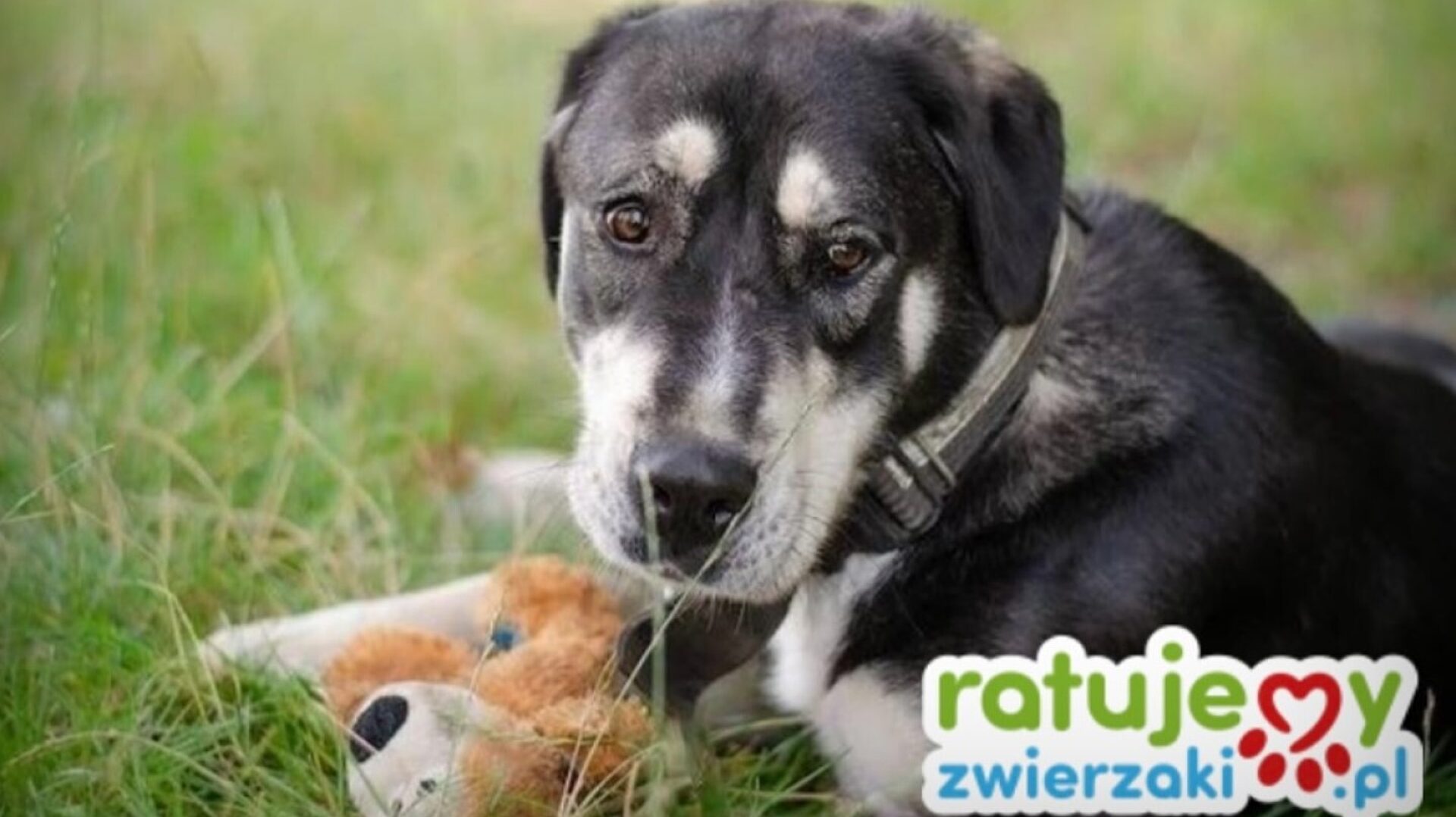 Fauna zbiorka ruda slaska Fauna zbiorka ruda slaska