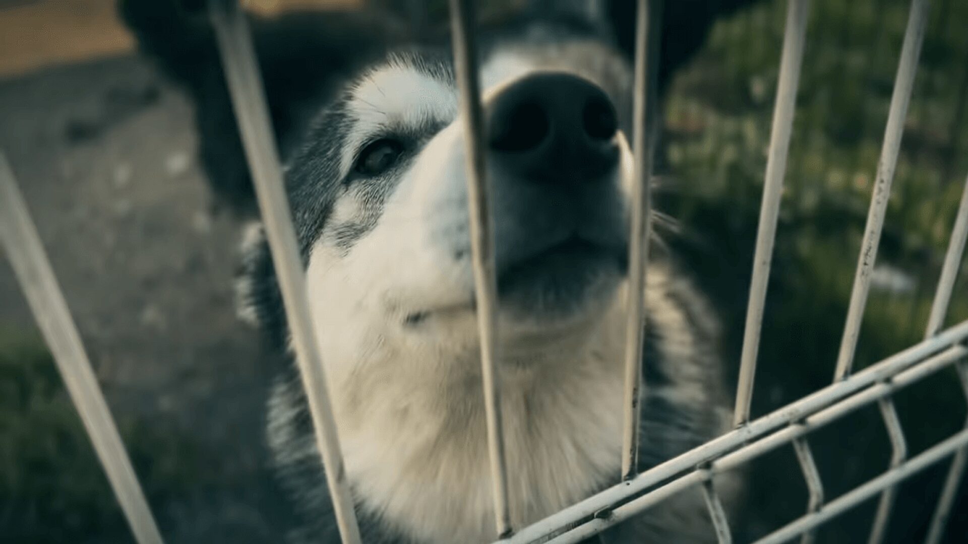 Toz fauna ruda slaska Toz fauna ruda slaska