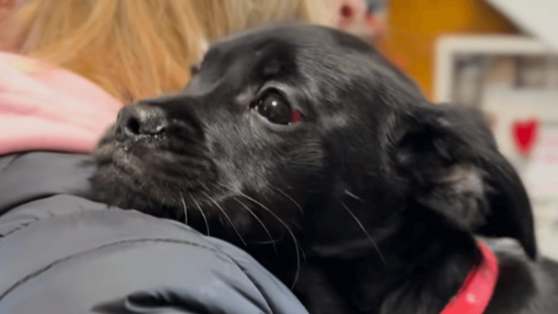 Pobity szczeniak ruda slaska Pobity szczeniak ruda slaska