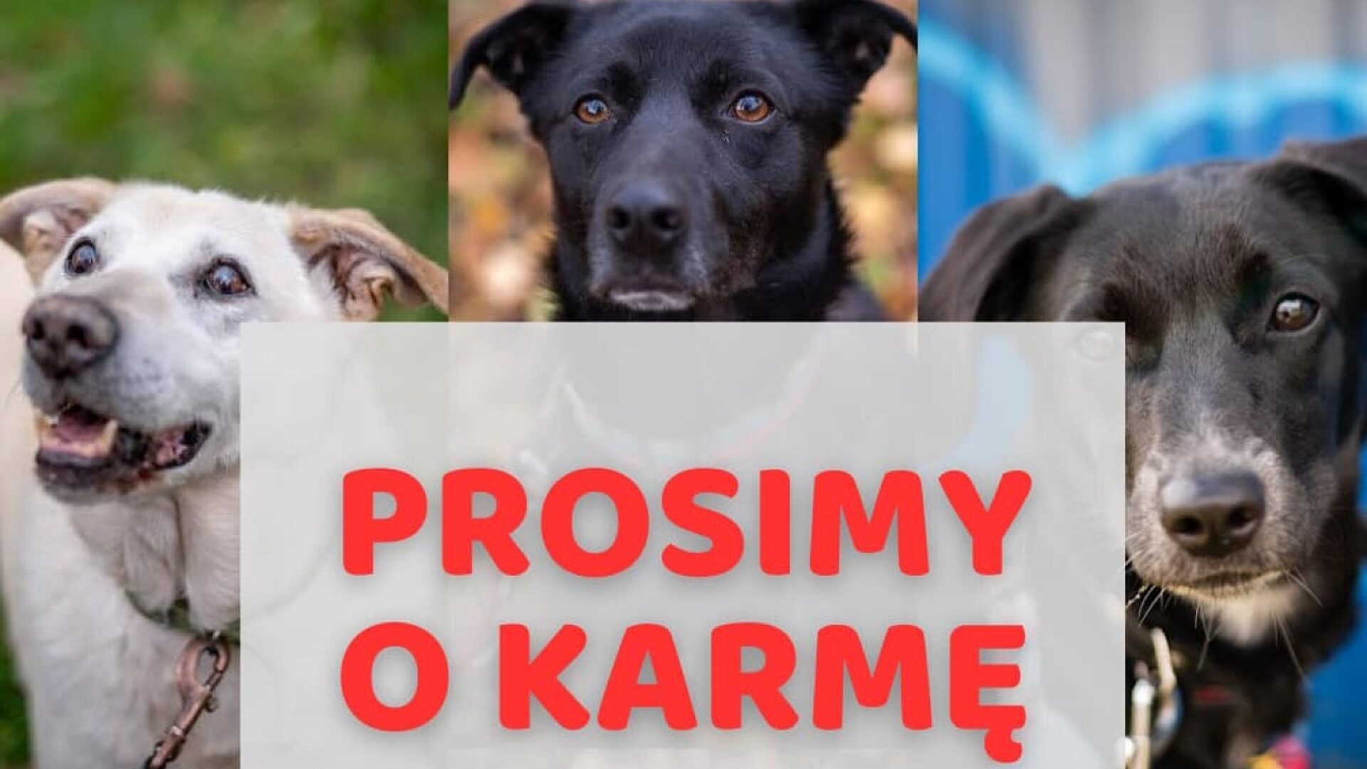 Schronisko ruda slaska Schronisko ruda slaska