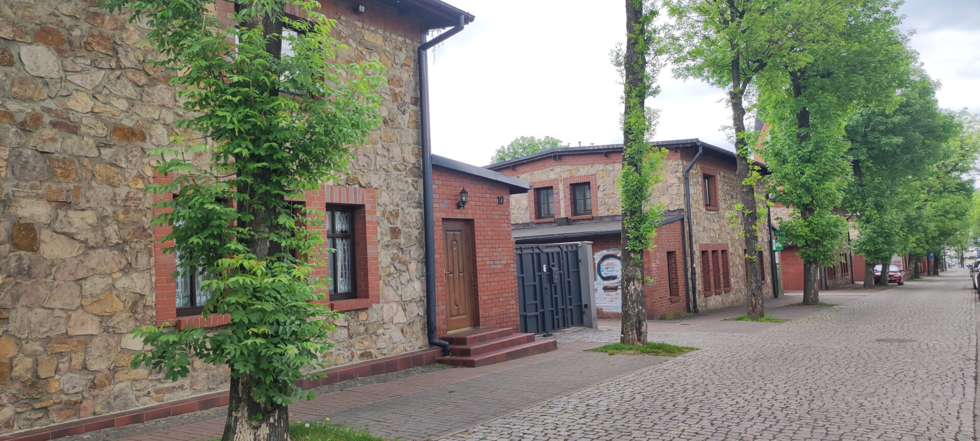 FICINUS RUDA SLASKA FICINUS RUDA SLASKA