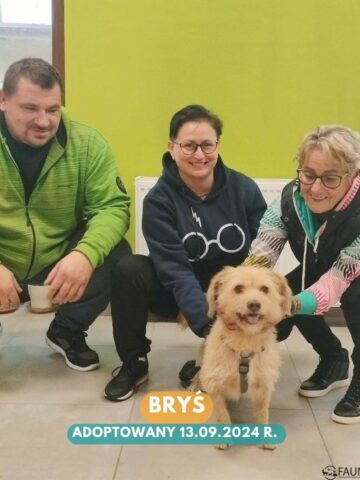 Adopcje ruda slaska fauna Adopcje ruda slaska fauna