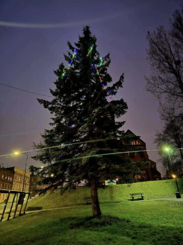 Choinka ruda Choinka ruda