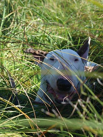 Lena adopcja ruda slaska 8 Lena adopcja ruda slaska 8