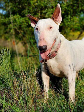 Lena adopcja ruda slaska3 Lena adopcja ruda slaska3