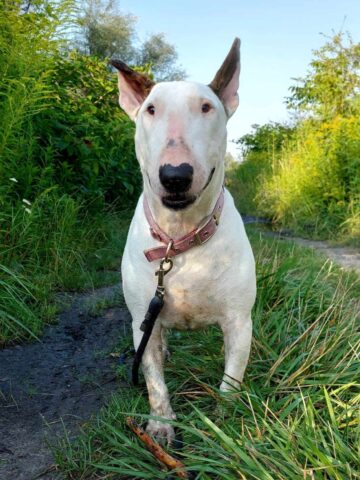 Lena adopcja ruda slaska4 Lena adopcja ruda slaska4