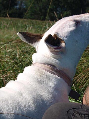 Lena adopcja ruda slaska6 Lena adopcja ruda slaska6