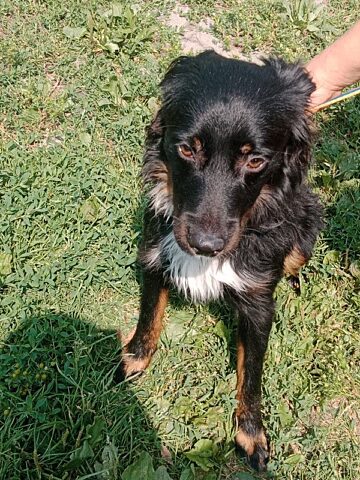 Pies ruda slaska2 Pies ruda slaska2