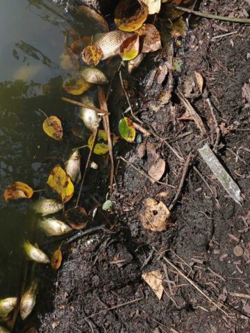 Ryby sniete ruda slaska2 Ryby sniete ruda slaska2