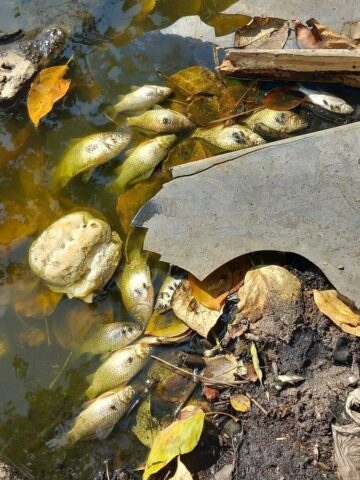 Ryby sniete ruda slaska Ryby sniete ruda slaska